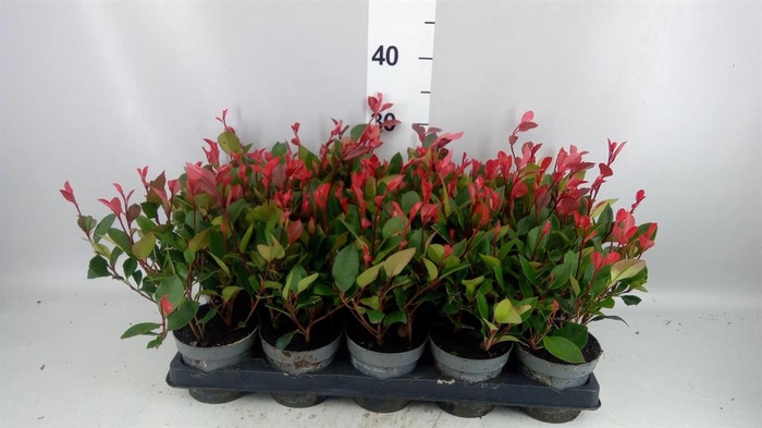 <h4>Photinia fraseri 'Little Red Robin'</h4>