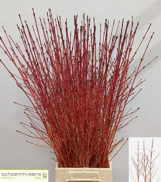 <h4>CORNUS SA WINTER BEA</h4>