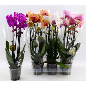PHAL EL CASCADE