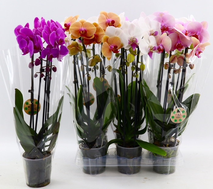 <h4>PHAL EL CASCADE</h4>
