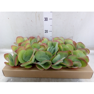 Kalanchoe NF thyrsiflora