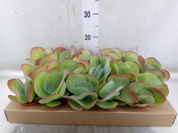 <h4>Kalanchoe NF thyrsiflora</h4>