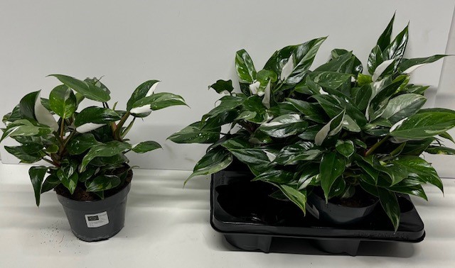 Philodendron White Knight 15Ø 40cm