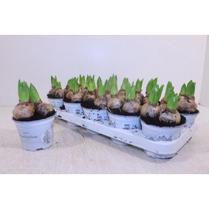 HYACIN WHITE PEARL P12