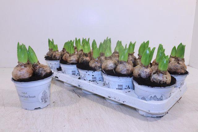 <h4>HYACIN WHITE PEARL P12</h4>