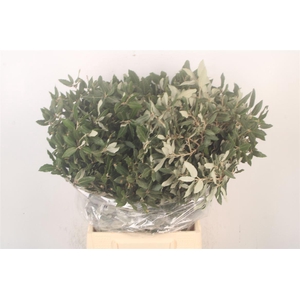 Steeneik Per Bunch