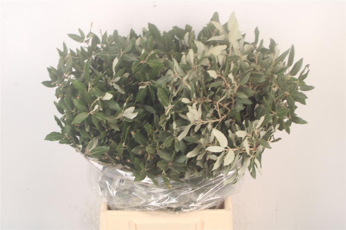 <h4>Steeneik Per Bunch</h4>