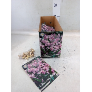 Flowerbulbs, corns or tubers   ...