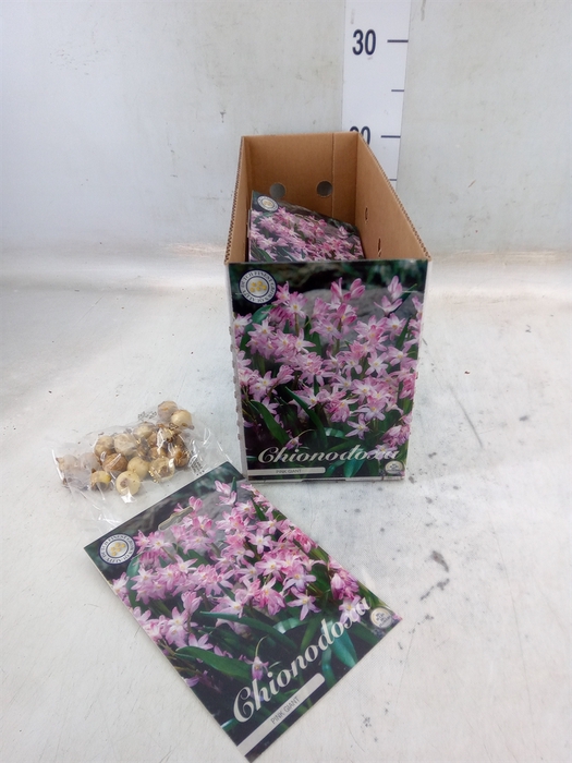 <h4>Flowerbulbs, corns or tubers   ...</h4>