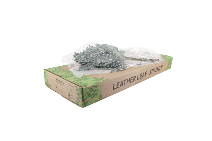 <h4>Lederv. Large V P X12 Summit</h4>