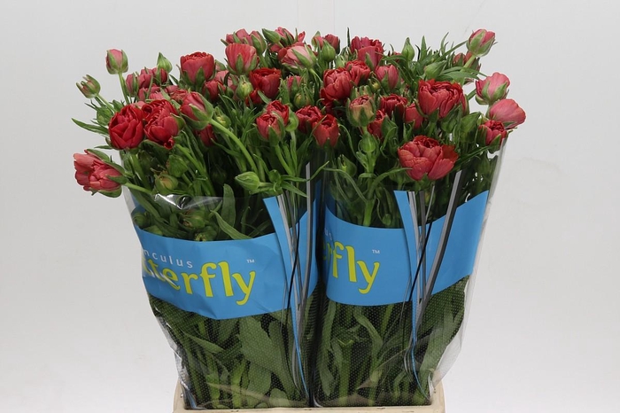 <h4>Ranunculus Butterfly Musa</h4>