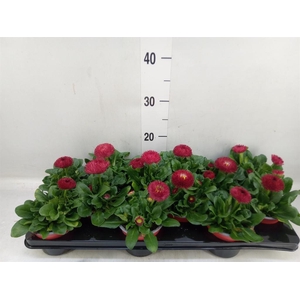 Bellis perennis 'Roggli Red'