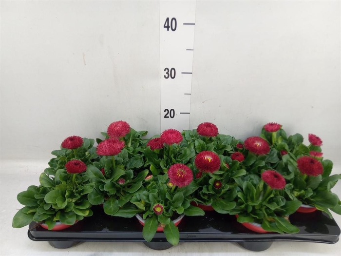 <h4>Bellis perennis 'Roggli Red'</h4>