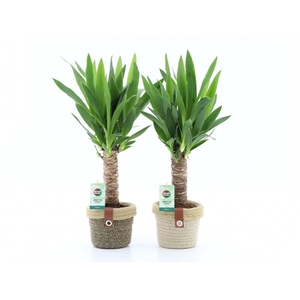 Yucca 25cm Hout 3+ kop in Noah Deluxe