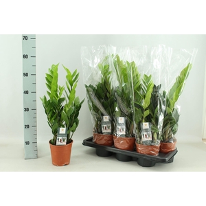 Zamioculcas zamiifolia