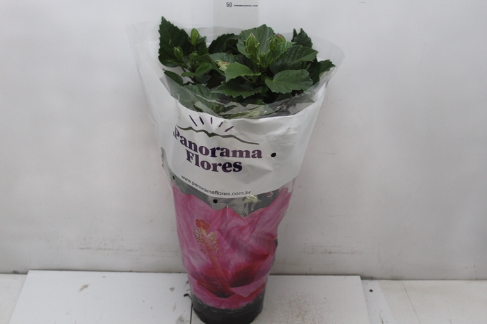 <h4>HIBISQS P17</h4>