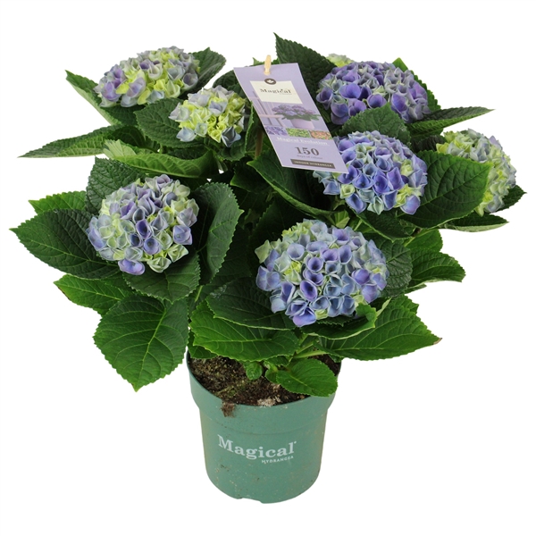 Hydrangea Magical Evolution ® blue 7/8 flowers