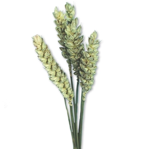 Tarwe Toef 5pc Natural Green