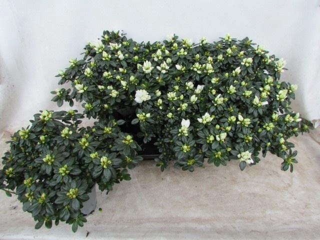 <h4>RHODO SI MEVR G K WI</h4>