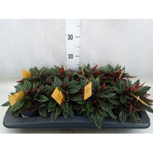 Peperomia caperata 'Rosso'