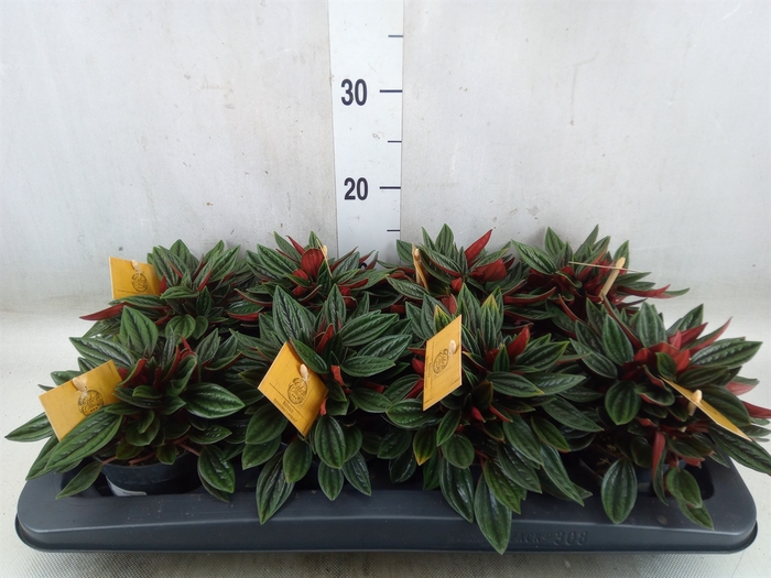 <h4>Peperomia caperata 'Rosso'</h4>
