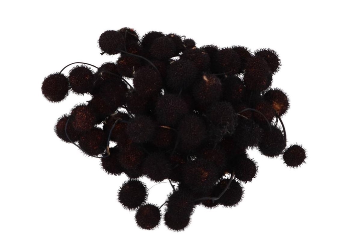 <h4>Dry Platane Zwart Per Bundel Nm</h4>