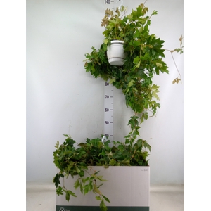 Cissus rhombifolia 'Ellen Danica'