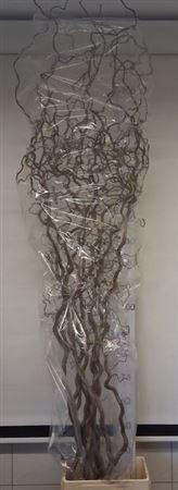 <h4>Corylus Av Contorta</h4>