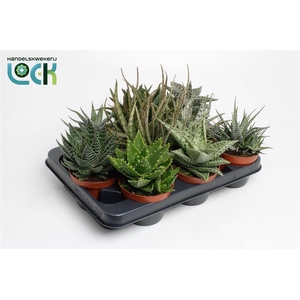 Aloe gemengd