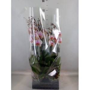 Phalaenopsis  'Anthura Madrid'