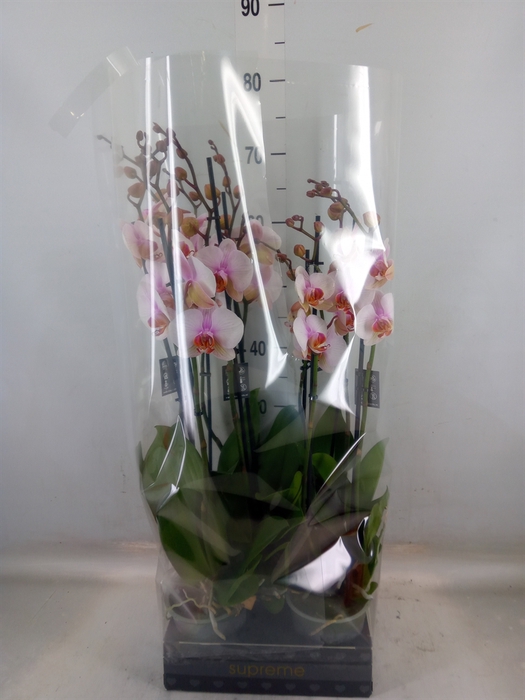 <h4>Phalaenopsis  'Anthura Madrid'</h4>