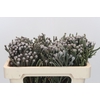 Kaaps Groen Silver Brunia
