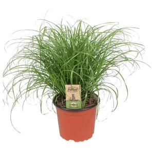 Cyperus alternifolius 'Zumula'