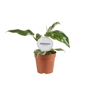 Philodendron White Princess B Grade