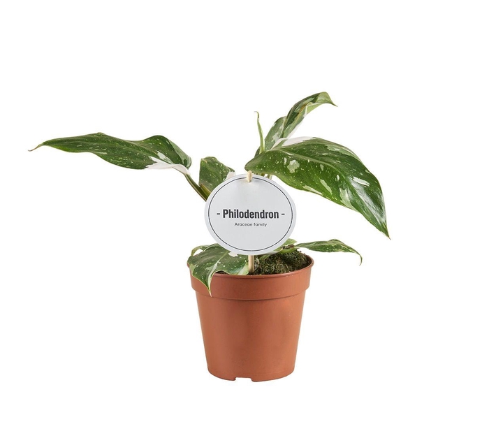 <h4>Philodendron White Princess B Grade</h4>