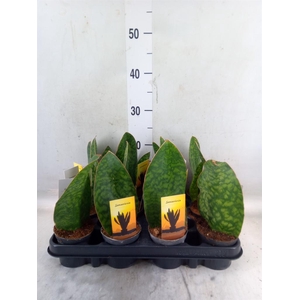 Sansevieria   ...