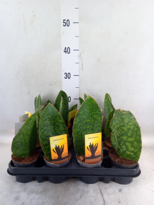 <h4>Sansevieria   ...</h4>