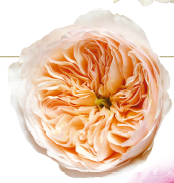 <h4>R Gr David Austin Julieth Peach 40cm CO</h4>