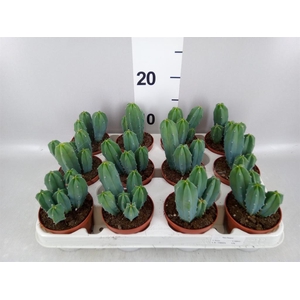 Cereus   ...