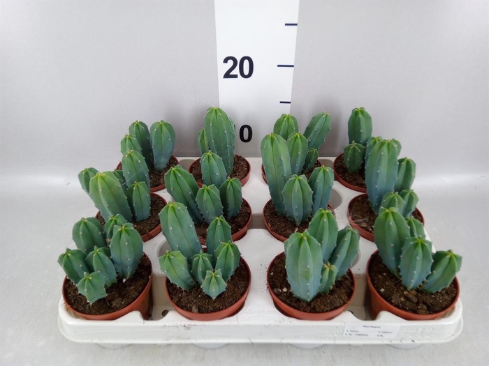 <h4>Cereus   ...</h4>
