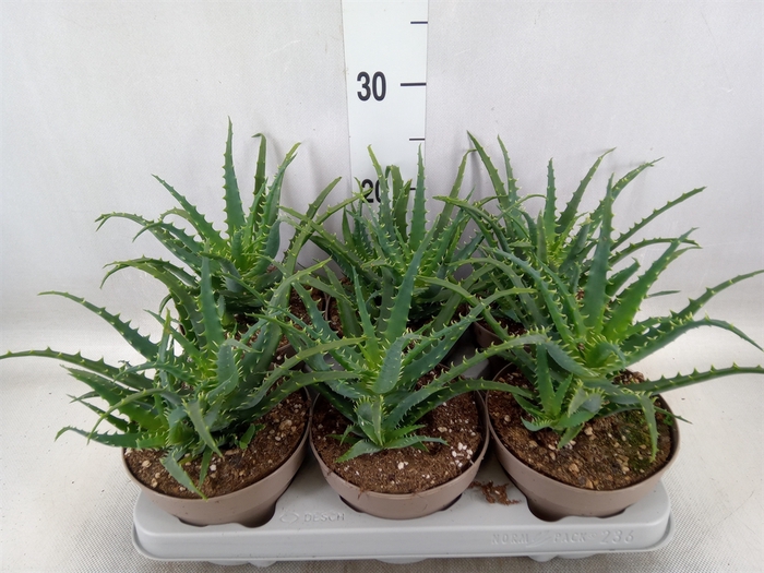 <h4>Aloe arborescens</h4>