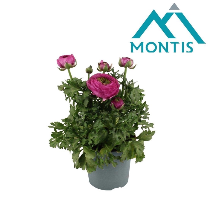 arr8 Ranun Sprink Violet