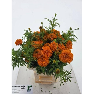 TAG E PROMISE ORANGE