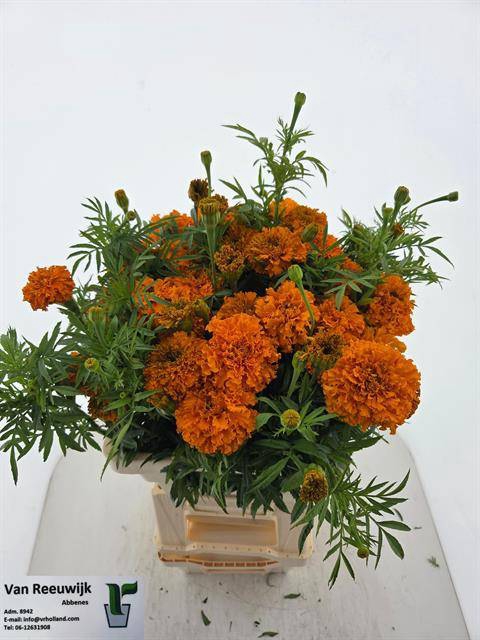 <h4>TAG E PROMISE ORANGE</h4>