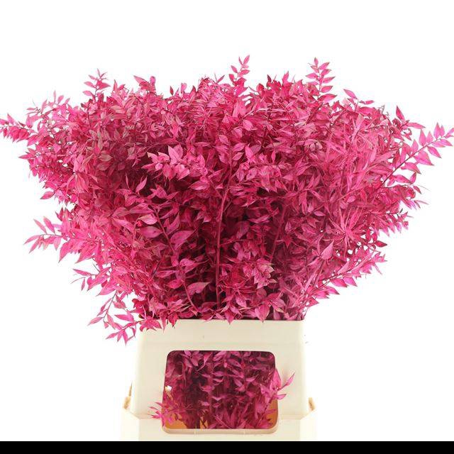 <h4>RUSCUS OV KLB H%</h4>