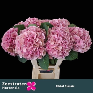 HYDR M ELBTAL CL