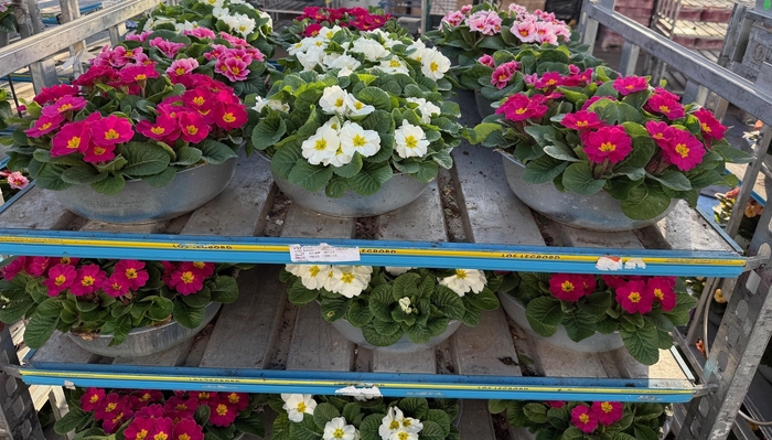 <h4>PRIM AC BONNELI GEM</h4>