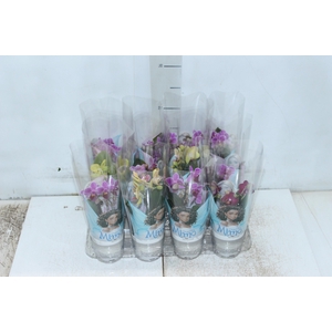 PHALAENOPSIS MINI P06