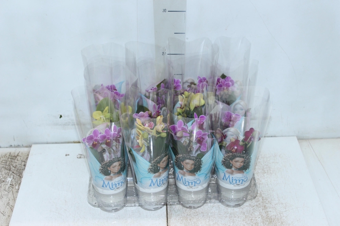 <h4>PHALAENOPSIS MINI P06</h4>