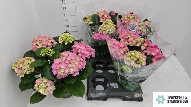 <h4>HYDR M EARLY ROSA</h4>